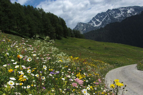 Alp Bella