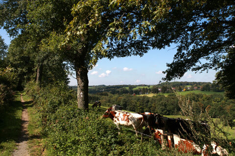 Bergischer Weg bei Kreuzkapelle