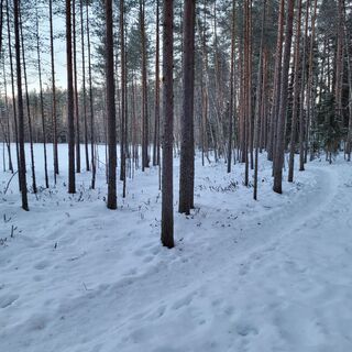 Pfad im winterlichen Kiefernwald am Ufer eines Sees