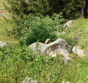 Murmeltier im hinteren Silbertal