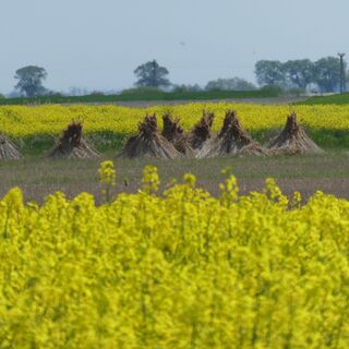 Landschaft zwischen Dunapataj Szelídi tó und Gombolyag