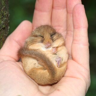 Haselmaus