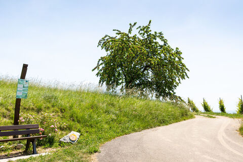 Tannenkirch 2020 web 15