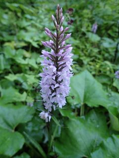 Fuchsie Knabenkraut