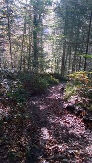 Schöner Waldweg