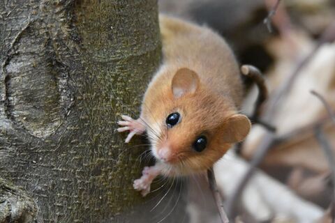 Haselmaus