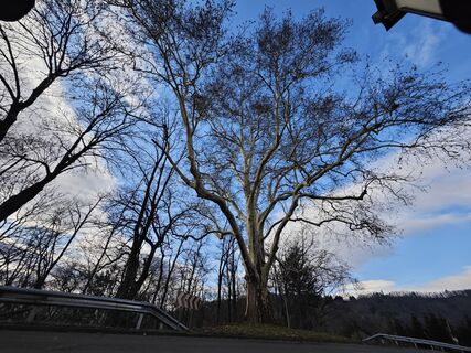 Fotografia z Koisiegi Japankoi-Bonsai na trase