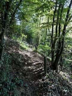 Herrlicher Waldweg oberhalb von Ernsthofen