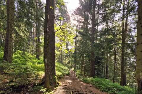 Hinauf zum Mooswaldkopf