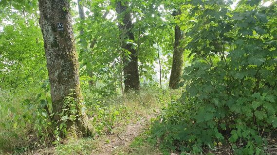 Einstieg Rundwanderweg mit Beschilderung