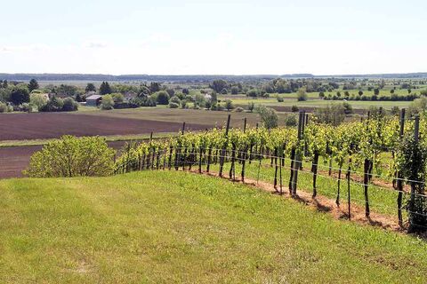 Blick vom Weinberg