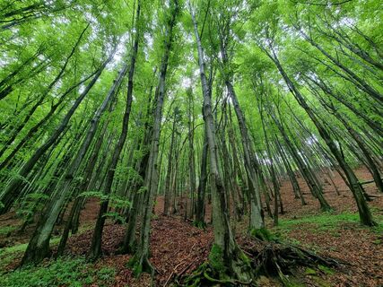 Fotografija s spletne strani Helmut Neuhold na poti