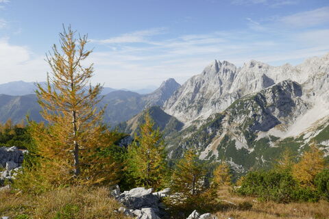 die ersten goldgelben Lärchen schmücken die Fotomotive