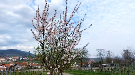 Фото с сайта Hans Werner Ball во время экскурсии