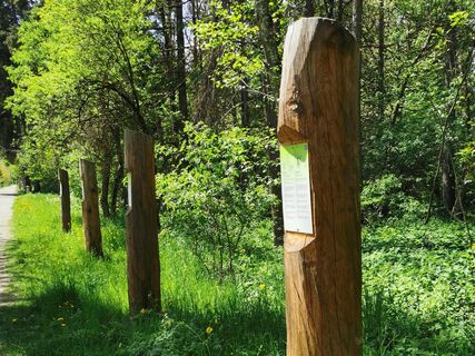 Waldlehrpfad im Paradieswäldli in Ilanz