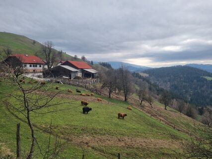 Photo de Grizli le long du parcours