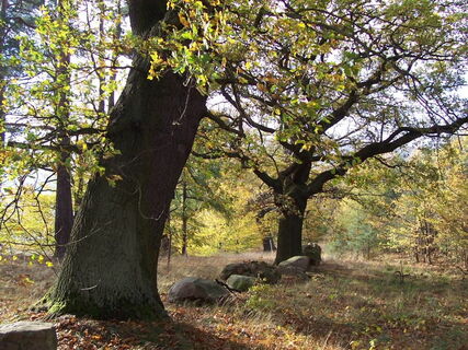 Huteeichen bei Bühren