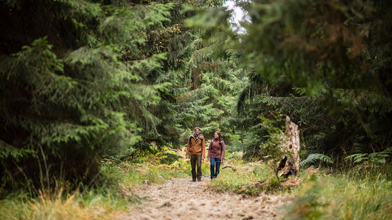 Zwischen den Fichtenklumpsen