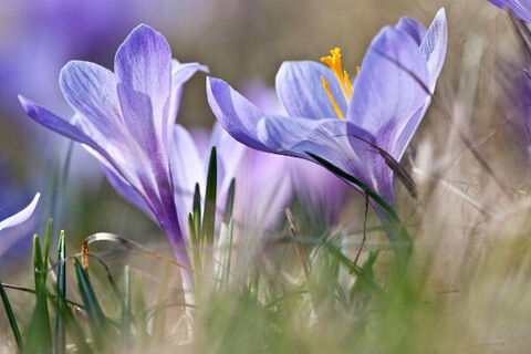 Zaveksteiner Wildkrokusblüte