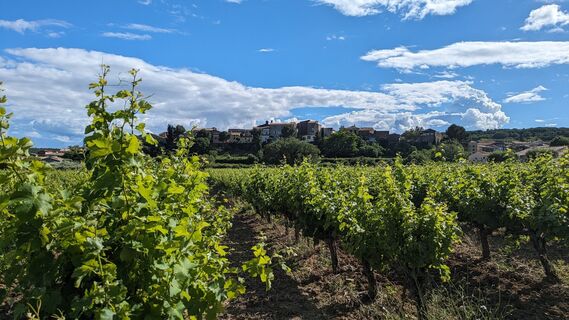 Weinberge und Vulkane von Fontès0012 ©Gilles Delerue - ADT34