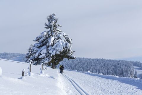 Winterwanderweg und Loipe