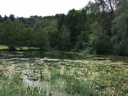 Fischweiher Bad Imnau