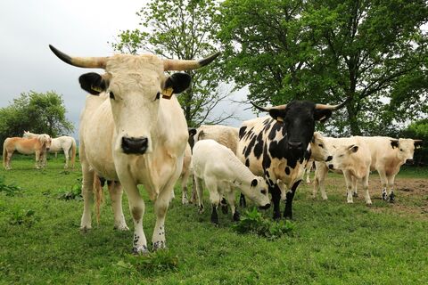 Archebetrieb Hof Groß Banratz GmbH  Co. KG Parkrind