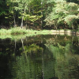 Die Fischteiche, idyllisch mitten im Pfälzerwald.