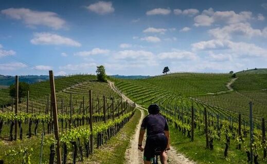 Ein Liebhaber fährt eine Straße zwischen den Weinbergen entlang