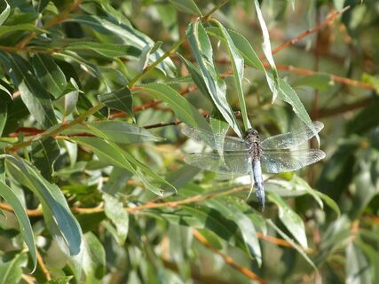 Libelle