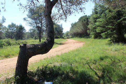 Arbre à Chaise