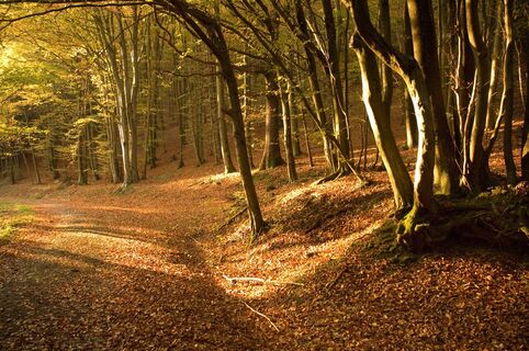 Herbst-Stimmung im Wald
