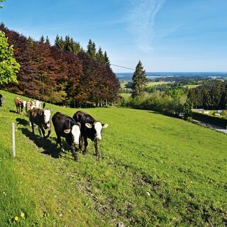 Unterkürnach – Wiggensbach – Frauenzell