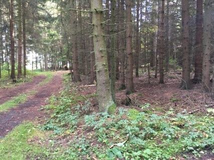 Wanderweg Nr. 30, Eichen und Eulen