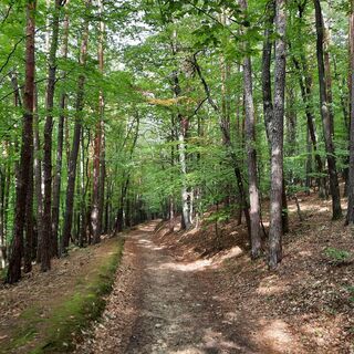 Wandern inmitten der Wälder, Pischelsdorf in der Oststeiermark