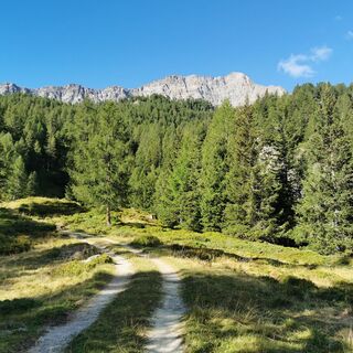 Selva - Cancian