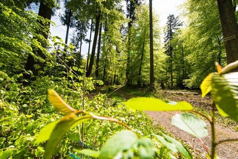 Den Wald in Karlsbad mit anderen Augen entdecken