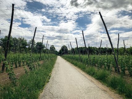 Hopfenanbau bei Leutschach