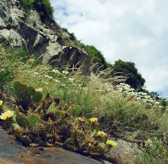 Kakteen im Naturreservat Follatères