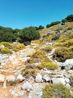 Photo de MopsBiene le long du parcours