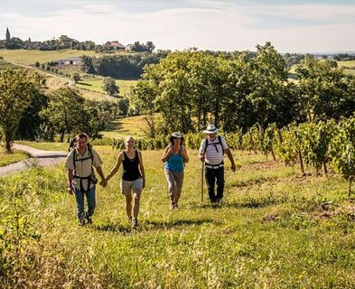 Weinberge und Wanderer