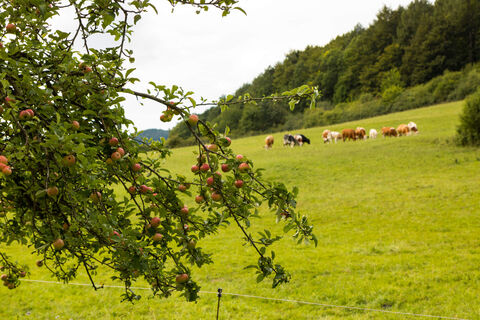Wiese mit Kühen, Naturpark Münden