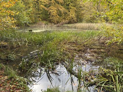 Foto da Grizzli lungo il tour