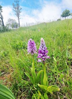 NaturaTrail - Orchideenpracht im Mai
