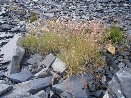 Schuttvegetation in Tonschiefer