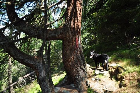 wandern-baerensteig-c-regina-koell (1).jpg