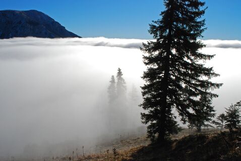 Heualm – Schauerwand – Windberg – Farfel - Knappensteig