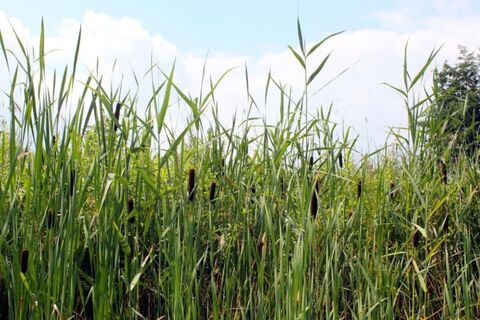 Naturschutz- &amp; Naherholungsgebiet Muckenbruch
