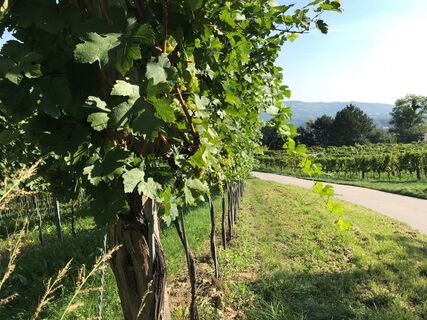 Klosterneuburger Genussradtour
