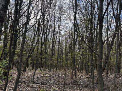 Fotografija s spletne strani Reti Alicia na poti
